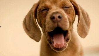 娱乐吃瓜菌关于狗,揭秘娱乐圈的忠诚宠儿