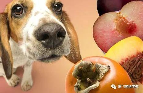 娱乐吃瓜菌关于狗,揭秘娱乐圈的忠诚宠儿